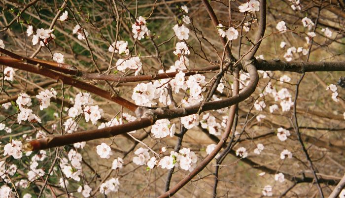 071 - Beijing - Blossom on The Great Wall.jpg