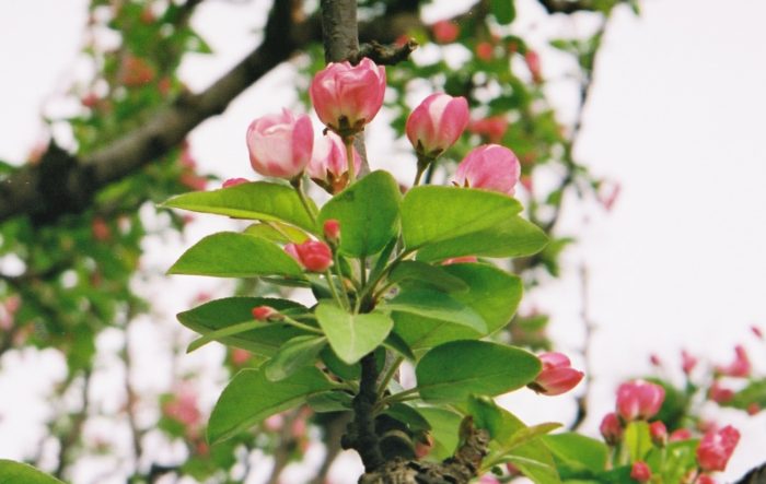 079 - Beijing - The Summer Palace - Blossom.jpg