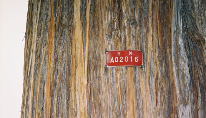 082 - Beijing - The Summer Palace - Signs on the trees showing how old they are.jpg